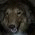 A pixelated dog face with four orange text overlays showing sequential animation frames.