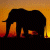 Silhouette of an elephant with tusks against a gradient sunset background, next to green text reading 'Original Icons .com' on dark green.