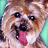 Pixelated close-up of a dog's face with brown and white fur, black eyes, dark nose, pink tongue extended, against light green background.