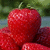A pixelated red fruit with a green stem, surrounded by blurred green foliage and blue-gray background elements.