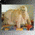 A light brown cat with a fluffy tail sits on a colorful patterned surface, its head turned left to right across frames while text reads 'Eat Me' below.