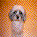 identical dog head icons with white fur and dark eyes on a gradient orange background, each icon showing a static pose with no visible motion