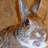 Pixelated close-up of a fox's face with brown and white fur, dark eyes, and a light brown background.