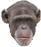 Two side-by-side chimpanzee head portraits with neutral and smiling expressions on a light gray background.