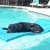 A pixelated image of a dark animal floating in a pool with a bright sunlit background and text reading 'ugh...Your in my sun'.