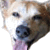 A 50x50 pixel animated buddy icon featuring a dog's face in two side-by-side frames with subtle expression changes, displayed on a gray background.