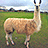 A pixelated llama stands on grass with a blue background, yellow text reads "OMG it's" and "o... LLAMA!!!!!".