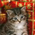 A pixelated close-up of a cat's face with gray and white fur, set against a blurred red and orange background.