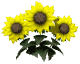 Animated contact sheet of six sunflower icons arranged in 3x2 grid showing subtle frame-to-frame variations in flower positioning and leaf angles on white background.