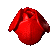 Red rose bud transitions from closed to fully open , petals unfurling with visible texture and shading