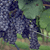 A static pixelated image shows a dark blue or purple object with rounded shapes against a green and brown background.