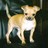 Pixelated static image of a light-colored dog standing against dark background with visible tail and ears.
