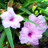 Two small pink flowers with white petals and purple centers, set against a green leafy background with brown accents.