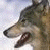 Pixelated wolf head in profile with open mouth against light background, adjacent to green with bright green text