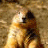 Animated groundhog icon with changing heart symbols above its head
