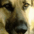 A pixelated dog face occupies the left half of a split composition, with red background and orange-outlined white text reading 'puppies rock!!!' on the right.