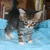 A pixelated cat with brown and black fur stands on a light blue background, its head turned slightly left with ears perked and eyes open.