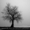 A black-and-white static image of a solitary leafless tree with a thick trunk and sprawling branches against a foggy sky, standing on a flat horizon line.