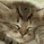 A pixelated static image of a cat's face with brown and white fur, dark eyes, and visible whiskers against a blurred background.