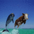 Two dolphins and a cow leap from turquoise water against a blue sky, with one frame showing "GO COWS!" text overlay.