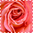 Two side-by-side animated frames of a pink rose with swirling petals and subtle color variations between the left and right frame.