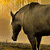 A static image shows a brown animal with a green 'B' icon, pink 'E', purple 'L', blue 'L', and yellow 'A' icons arranged around it.