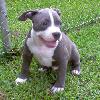 Static image of a young dog with mixed gray and white fur standing on green grass, facing slightly right with mouth open in a smile-like expression.