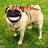 A pug dog with a wide, toothy grin stands on green grass, with red text above it changing across frames.
