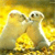 Static pixelated image of two light-colored animals with rounded ears and dark eyes against a yellow gradient background, appearing to interact closely in a cartoonish style.