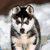 Pixelated dog with gray and white fur sits on a cloud-like background, while a cartoon character with a purple flower and 'Hello' text appears on a green field with clouds.