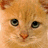 A split-frame image showing a close-up of an orange cat's face on the left and bold black text reading "stop animal abuse" on a red background on the right.