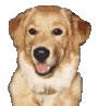 Two side-by-side pixelated dog head images with light brown fur, black eyes, and pink tongues; left image shows closed mouth, right image shows open mouth with tongue extended.