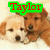 Four puppy images arranged in a with green text overlays reading 'Taylor', 'and', 'Chrissy', and 'BFTD's' on each