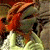 A 50x50 pixel animated buddy icon featuring a Fraggle Rock character on the left and green text reading "Original Icons .com" on the right, displayed as a contact sheet with two frames showing slight animation differences.