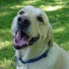 A dog with a blue collar appears in six showing head movements, next to a green with white text