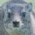 A pixelated animal face with light gray fur and dark eyes appears on the left, while a green background displays bright green text reading "Original Icons .com" on the right.