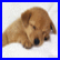 Pixelated image of a brown dog lying down on white background next to red with yellow text