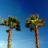 Two palm trees with brown trunks and green fronds against a blue gradient sky background.