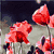 Six distinct floral and artistic images arranged in a , featuring red poppies, white frangipani flowers, yellow rose, pink daisy, purple rose, and Van Gogh-style blossoms