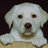 Pixelated image of a white dog with brown eyes and nose, positioned on a light brown surface against a dark background, with pink text reading "its just too cute" on a red background.
