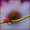 A red ladybug with black spots perches on a green stem beneath a water droplet, against a blurred purple and brown background.