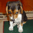 Pixelated dog images and text phrases on a four-quadrant with distinct color backgrounds