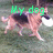A German Shepherd dog running on grass with a white frisbee in its mouth, overlaid with green text reading "My dog is the BEST!".