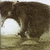 A small animated image shows a dark-furred animal with white markings on its face and chest, positioned against a light brown background.