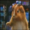 Animated sequence of a brown and white guinea pig performing various poses against a blurred indoor background with blue lighting.