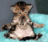 Animated sequence of two kittens on a turquoise surface, showing sequential changes in their positions and expressions.