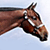 Brown horse head in profile with white bridle, light blue background, text labels below each instance.