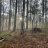 Pixelated forest scene with vertical tree trunks and muted green-brown ground under overcast lighting.