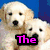 Four dog images arranged in a with pink text overlays reading The Doggie Club on a gray background