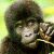 Pixelated static image of a cartoon monkey with dark fur and light face holding an object against a yellow-green gradient background.